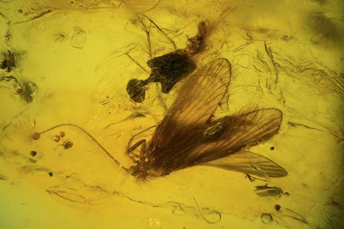 Detailed Fossil Caddisfly (Trichopterae) In Baltic Amber #93980